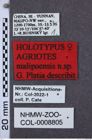 Etikette zu Agriotes malipoensis (NHMW-ZOO-COL-0008805)